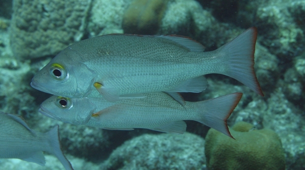 Snappers - Mahogany Snapper