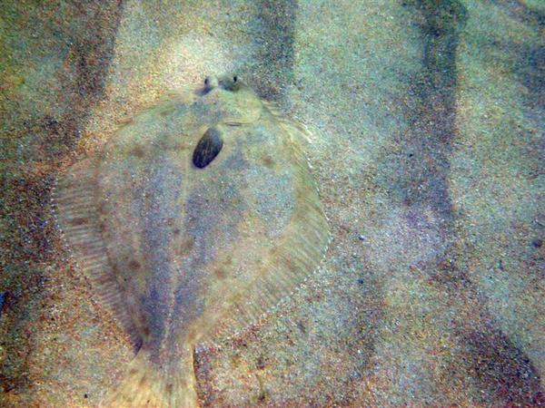 Flounders - Green Back Flounder