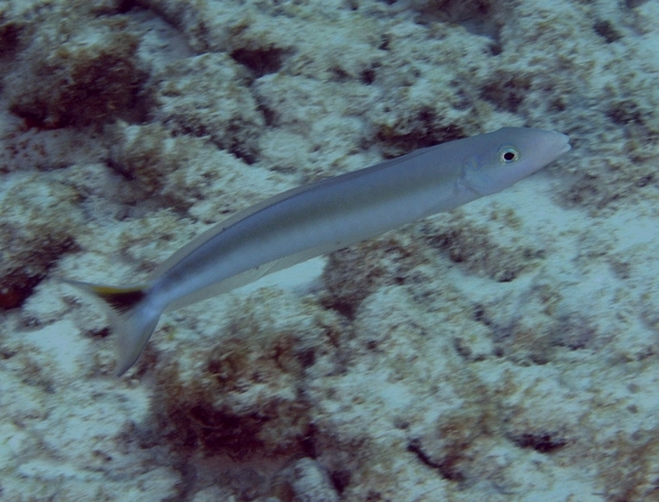 Tilefish - Sand Tilefish