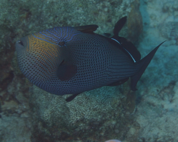 Triggerfish - Black Durgon