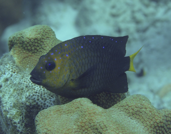 Damselfish - Yellowtail Damselfish