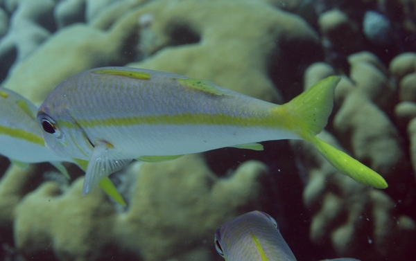 Goatfish - Yellow Goatfish