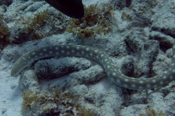 Moray - Sharptail Eel