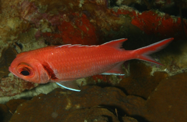 Squirrelfish - Blackbar Soldierfish