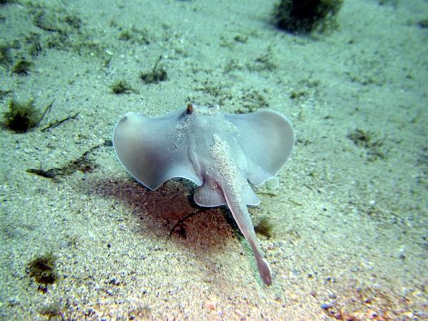 Rays - Sparsely Spotted Stingaree