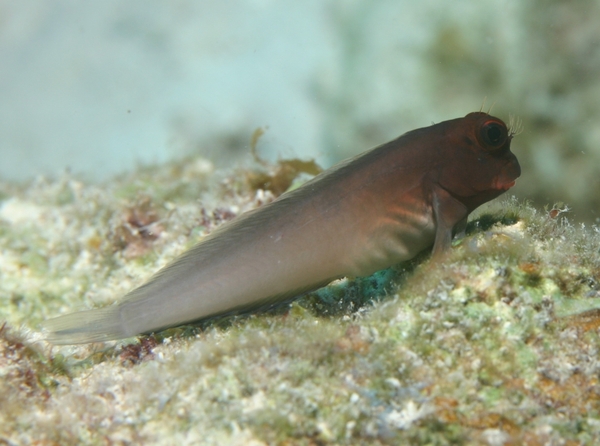 Blennies - Redlip Blenny