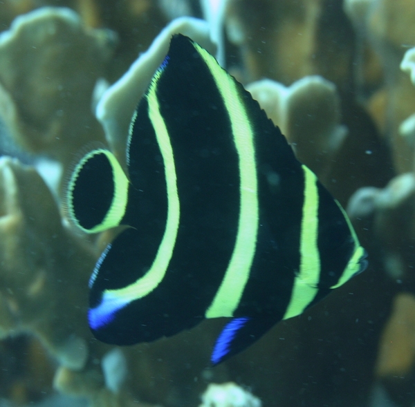 Angelfish - French Angelfish