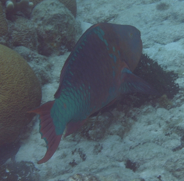 Parrotfish - Rainbow Parrotfish