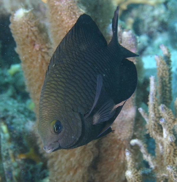 Damselfish - Dusky Damselfish