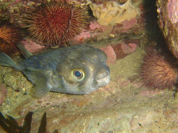 Pufferfish - Globe Fish