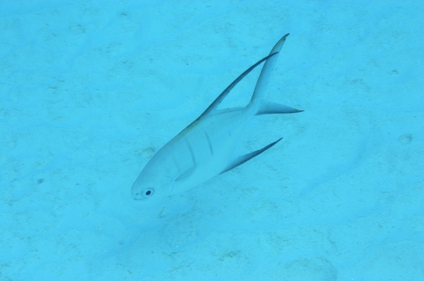 Jacks - Palometa