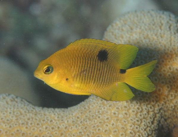 Damselfish - Threespot Damselfish