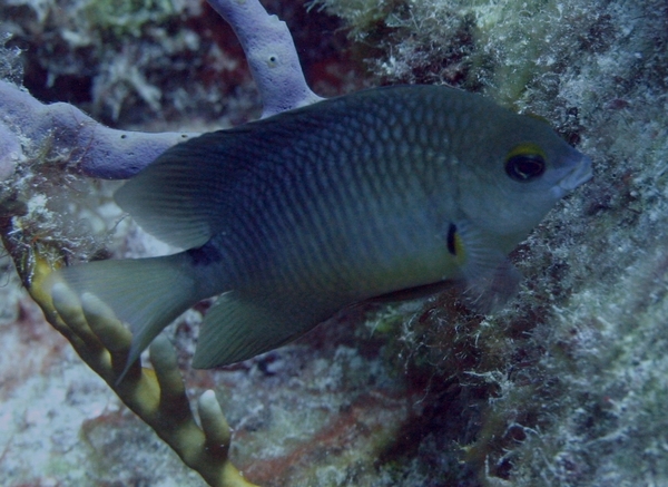 Damselfish - Threespot Damselfish