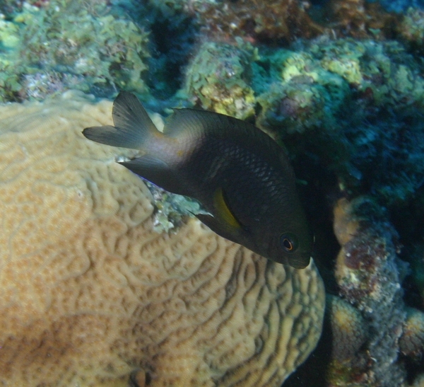 Damselfish - Bicolor Damselfish