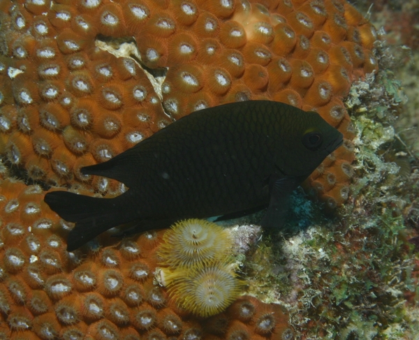 Damselfish - Longfin Damselfish