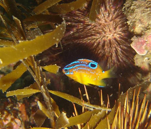 Damselfish - Bigscaled scalyfin