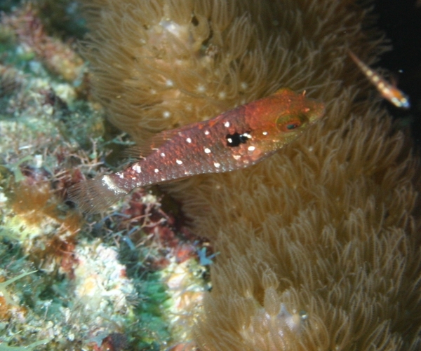 Parrotfish - Stoplight Parrotfish