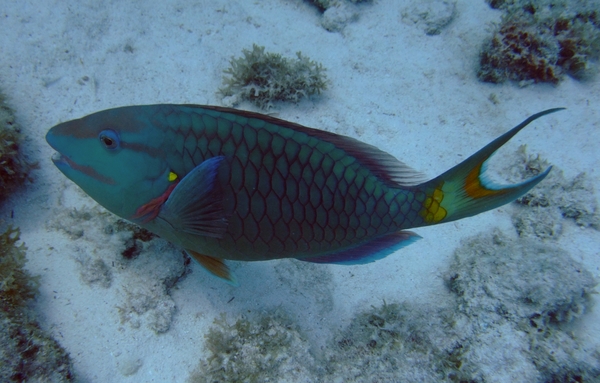 Parrotfish - Stoplight Parrotfish