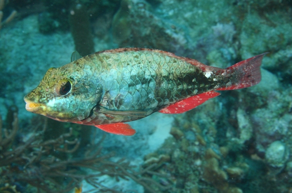 Parrotfish - Redband Parrotfish