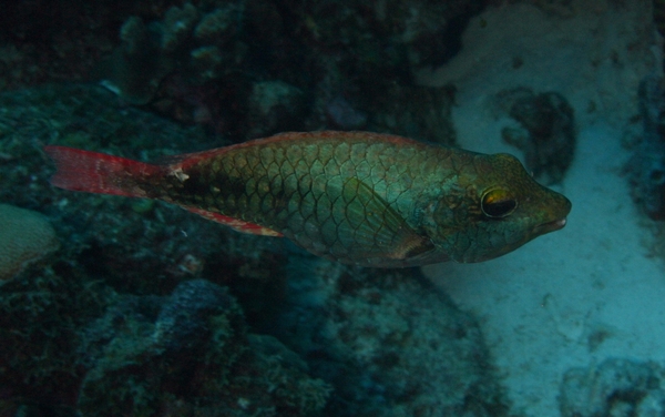 Parrotfish - Redband Parrotfish