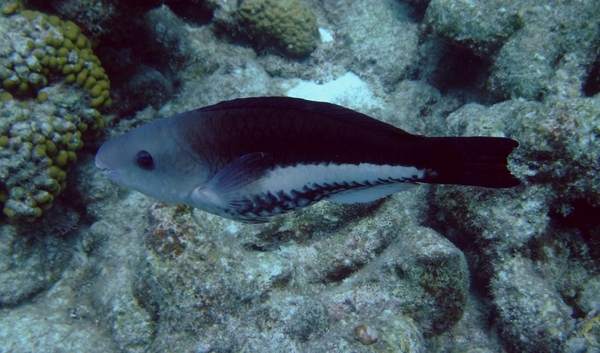 Parrotfish - Queen Parrotfish