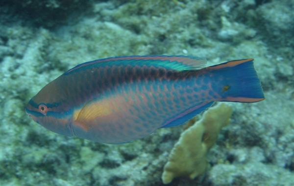 Parrotfish - Princess Parrotfish