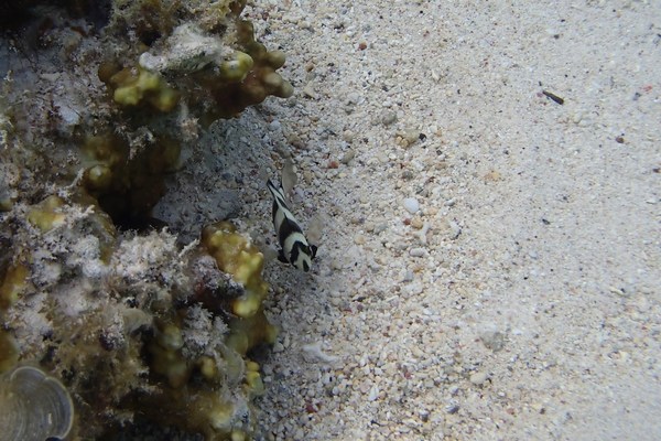 Damselfish - Blackbarred Demoiselle