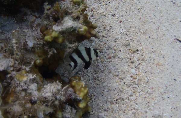 Damselfish - Blackbarred Demoiselle