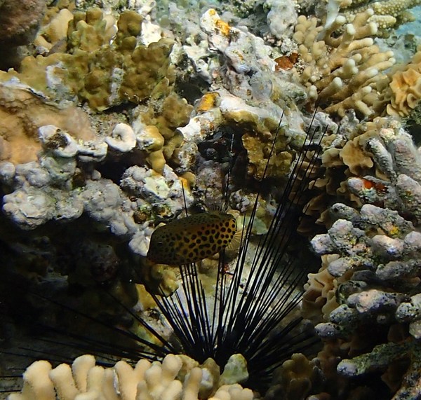 Trunkfish - Arabian Boxfish