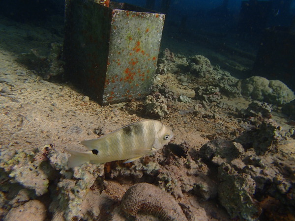 Damselfish - Blackspot Sergeant