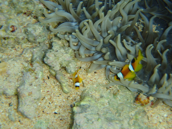 Damselfish - Red Sea Anemonefish