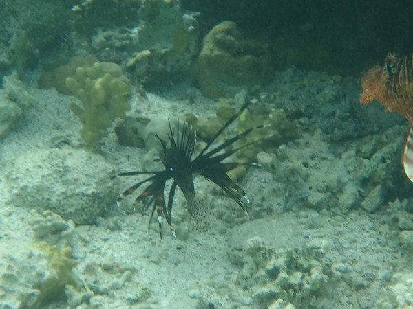 Lionfish - Lionfish