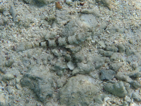 Lizardfish - Blue-striped Lizardfish