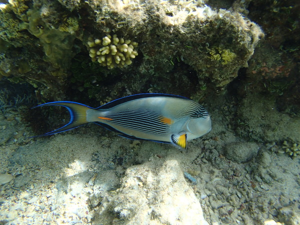 Surgeonfish - Sohal Surgeonfish