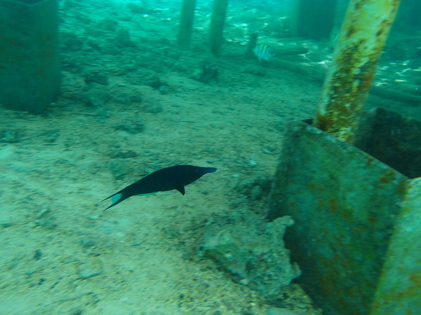 Wrasse - Bird Wrasse