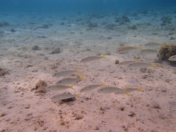 Goatfish - Yellowfin Goatfish