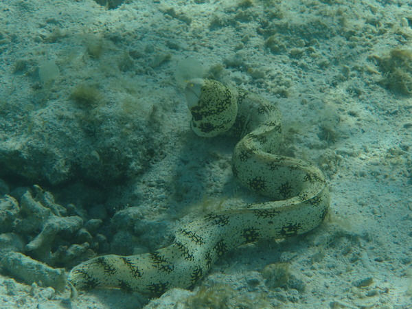 Moray - Snowflake Moray