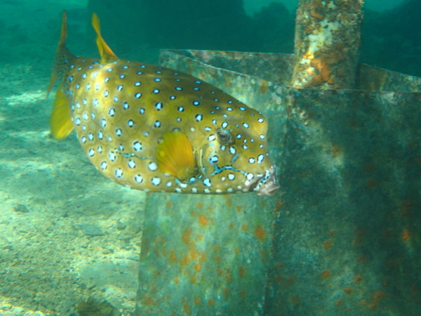 Trunkfish - Yellow Boxfish