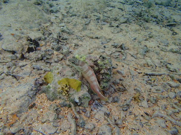 Groupers - Blacktip Grouper