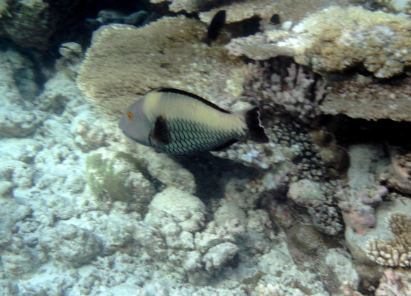 Parrotfish - Bicolour Parrotfish