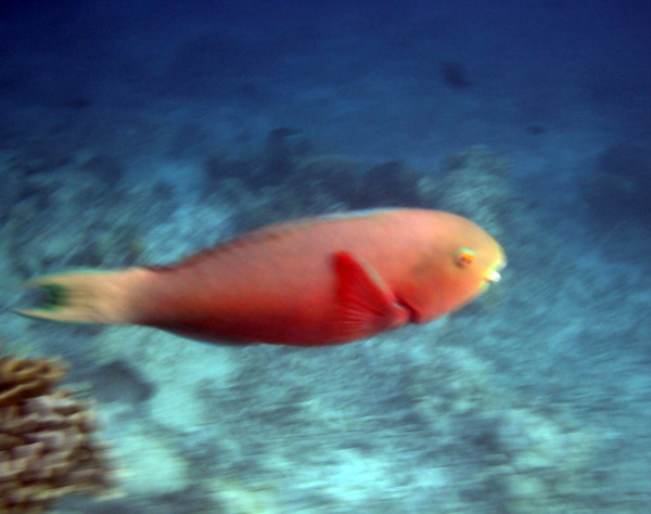 Parrotfish - Indian Ocean Steephead Parrotfish