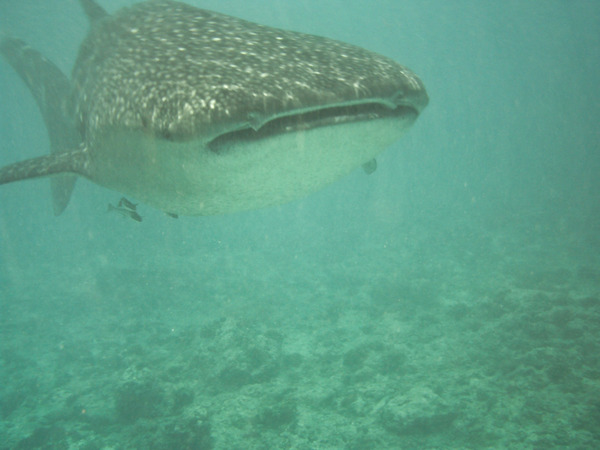 Sharks - Whale Shark