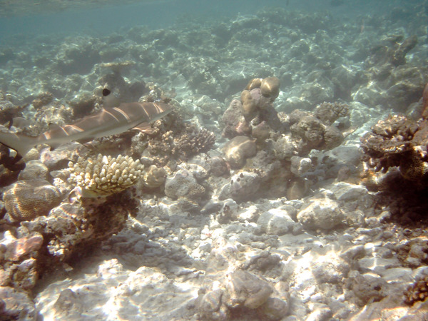 Sharks - Blacktip Reef Shark