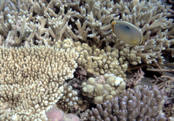 Butterflyfish - Melon butterflyfish