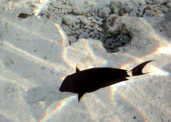 Surgeonfish - Orange-socket Surgeonfish