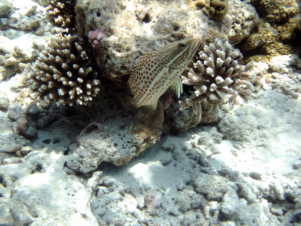 Groupers - Slender Grouper