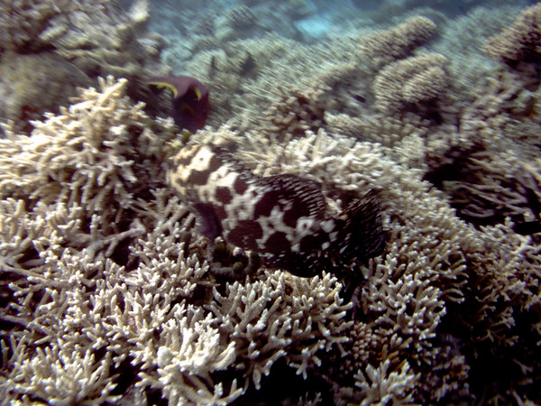 Groupers - Brown Marbled Grouper