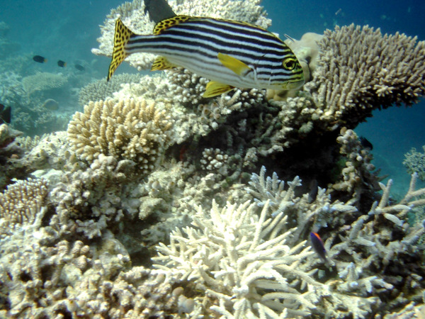 Grunts - Indian Ocean Oriental Sweetlips