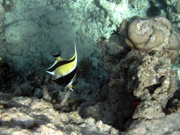 Surgeonfish - Moorish Idol