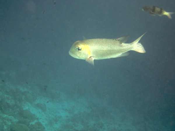 Emperors - Bigeye Emperor